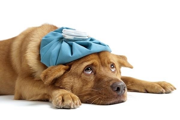 Bệnh Care Ở Chó – Căn Bệnh Nguy Hiểm Của Những Chú Chó