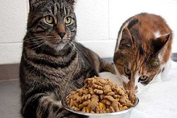 Không nên cho mèo ăn thực phẩm nào