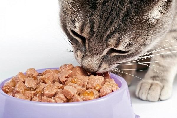 Mèo con thích ăn thức ăn ướt hay khô