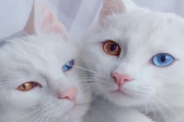 Mèo Khao Manee – Giống Mèo Sở Hữu Đôi Mắt Kim Cương
