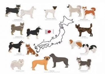 Những giống chó Nhật được yêu thích nhất
