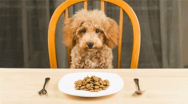 Tổng Hợp Các Loại Thức Ăn Cần Thiết Cho Poodle 2 Tháng Tuổi