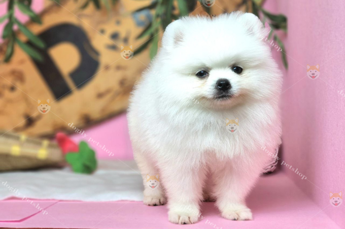 Chó Pomeranian có nguồn gốc từ châu Âu