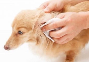 Hướng dẫn điều trị chó bị viêm tai