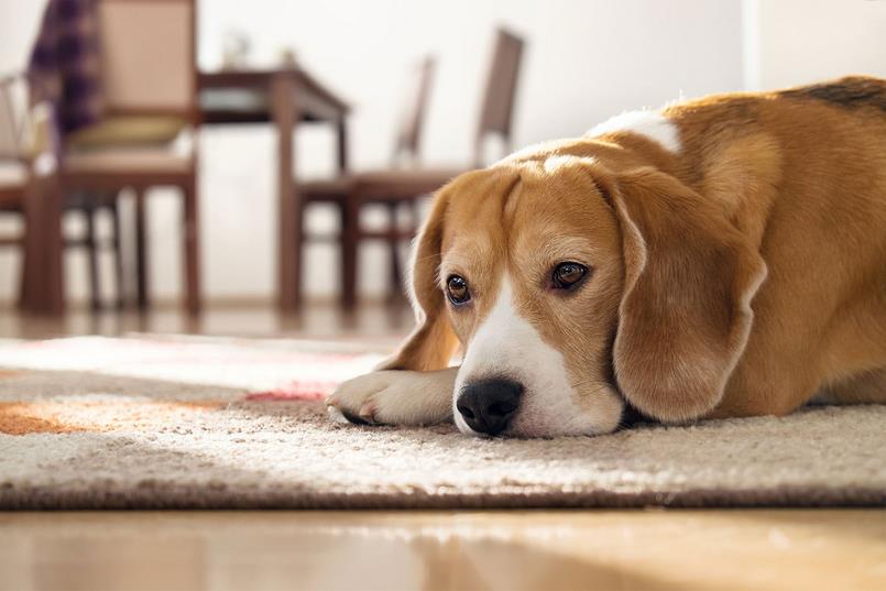 Có những biện pháp phòng ngừa nào để tránh chó bị đi tiểu ra máu hồng?
