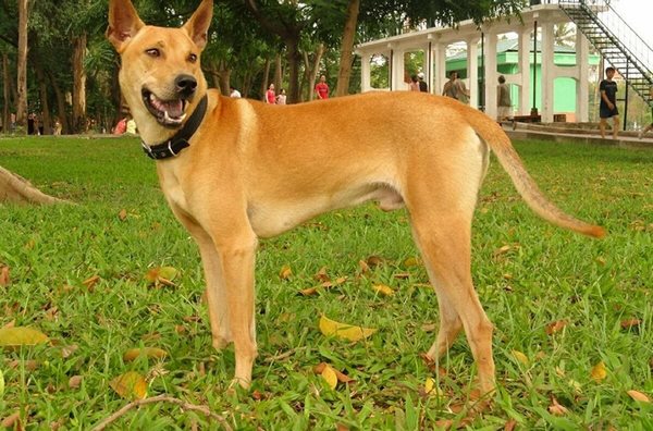 Nhận Biết Và Phân Loại Các Giống Chó Phú Quốc Lai