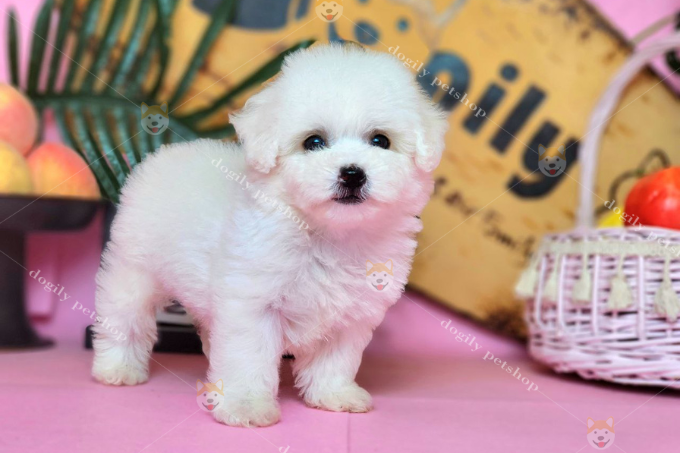 Chó Poodle Tiny trắng - Dogily Farm & Petshop