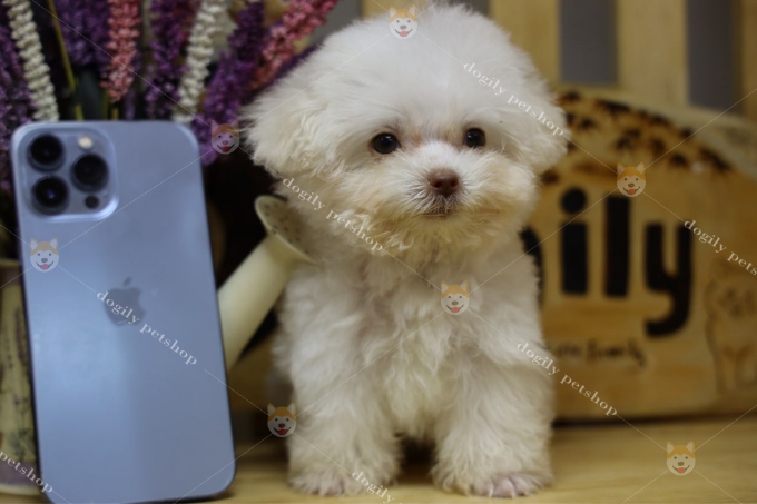 Chó Poodle Teacup trắng nhỏ chỉ bằng chiếc điện thoại Iphone