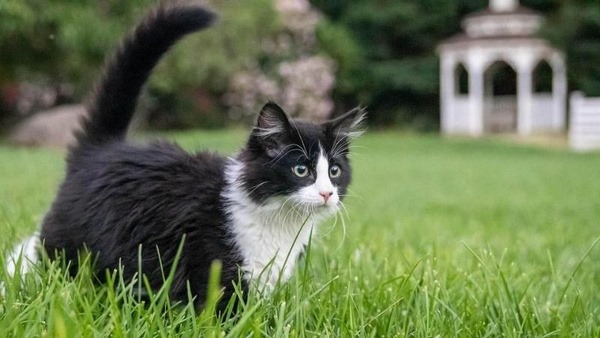 Mèo Tuxedo: Nguồn Gốc, Bảng Giá Và Cách Chăm Sóc