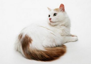Mèo Van Thổ Nhĩ Kỳ với bộ lông trắng nổi bật