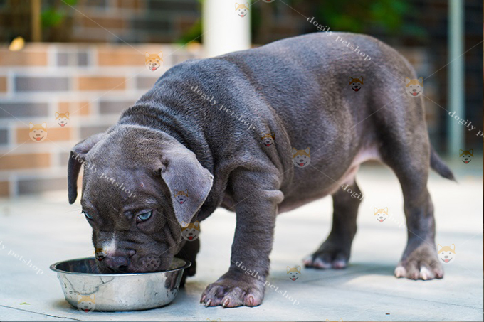 Bát ăn riêng là dụng cụ không thể thiếu khi nuôi chó Bully (Nguồn: Dogily.vn)