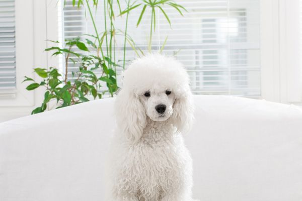 Chó Poodle Trắng - Đặc Điểm & Bảng Giá Mới Nhất