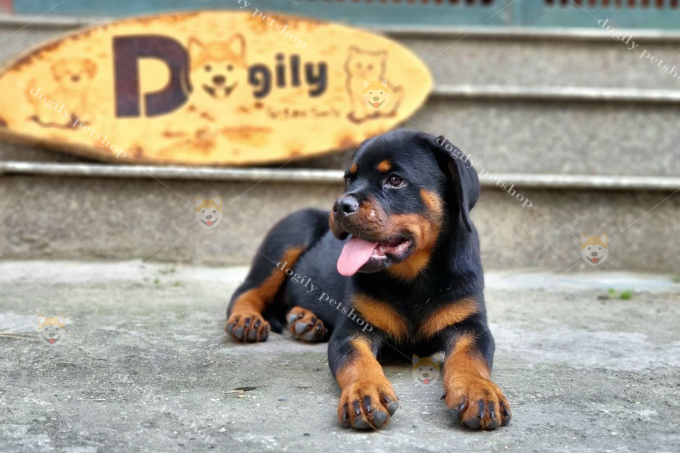 Rottweiler con 2 tháng tuổi tại Dogily Farm & Petshop (Ảnh: Dogily.vn)