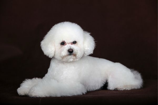 Đặc điểm chó poodle màu trắng