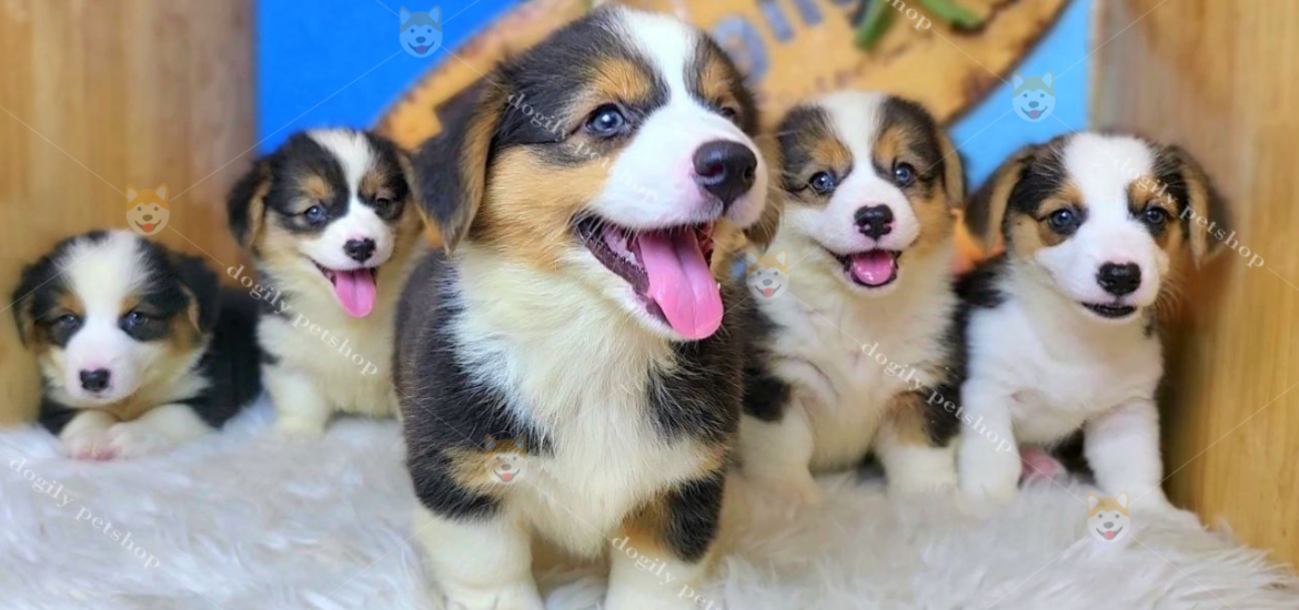 Chó Corgi sinh tại trang trại Dogily Petfarm Đà Lạt có giá từ 14 triệu đồng/bé.