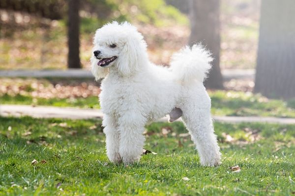 Chó Poodle Trắng - Đặc Điểm & Bảng Giá Mới Nhất