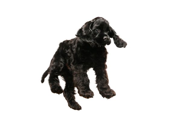 hình ảnh chó poodle lông đen