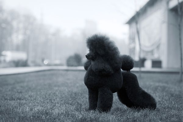 Chó Poodle Màu Đen