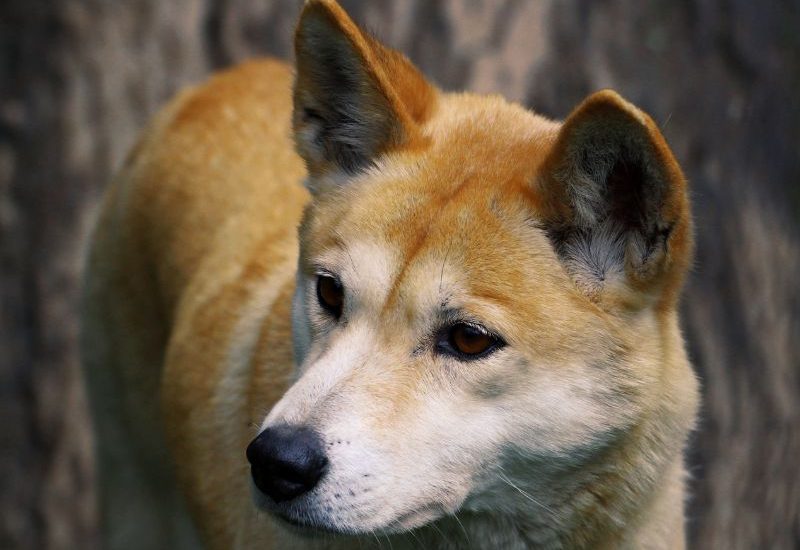 Giống Chó Dingo Đông Dương – Chó Lài Của Việt Nam