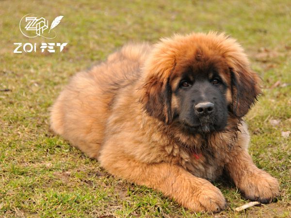 Top 10 Giống chó to lớn nhất thế giới có thể bạn muốn biết