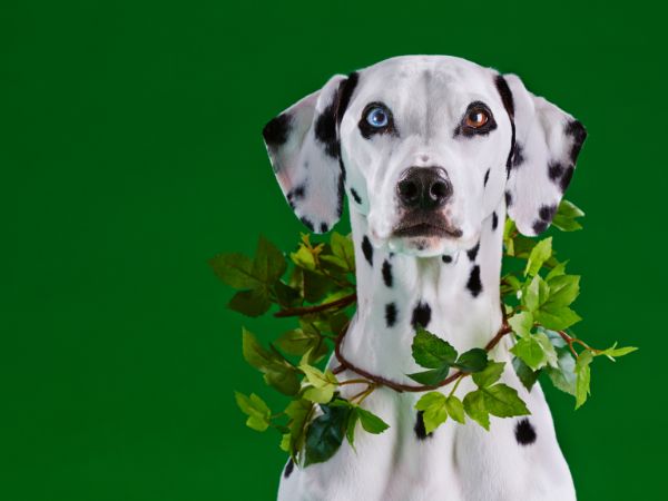 Chó Dalmatian: Nguồn gốc, đặc điểm, cách nuôi và giá cả