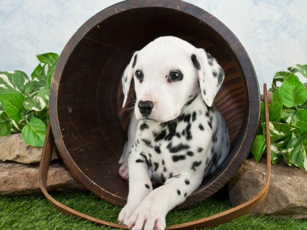 Chó Dalmatian: Nguồn gốc, đặc điểm, cách nuôi và giá cả