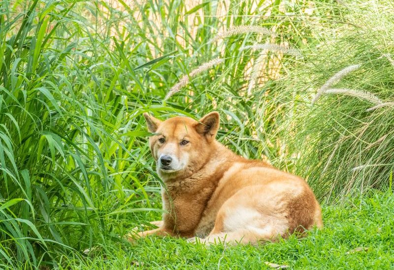 Giống Chó Dingo Đông Dương – Chó Lài Của Việt Nam