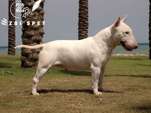 Giống Chó Bull Terrier – Chó Sục Bò “Dũng Mãnh”