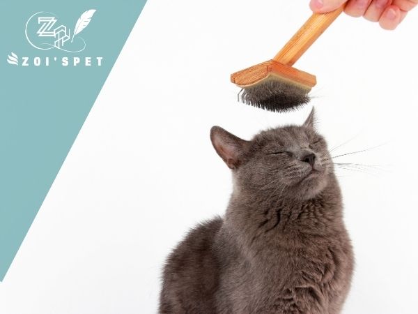 Mèo rụng lông có phải hiện tượng tự nhiên? Cách chữa khi mèo bị rụng lông