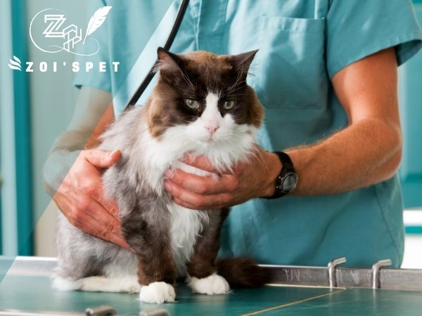 Mèo Bị Sùi Bọt Mép: Nguyên Nhân Và Cách Điều Trị