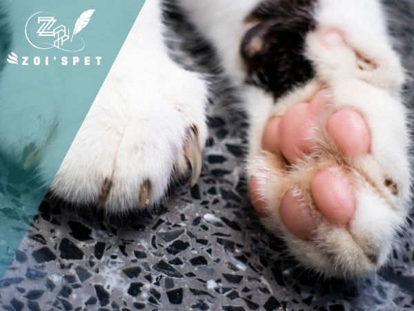 Cần xử lý như thế nào khi mèo bị đau chân?