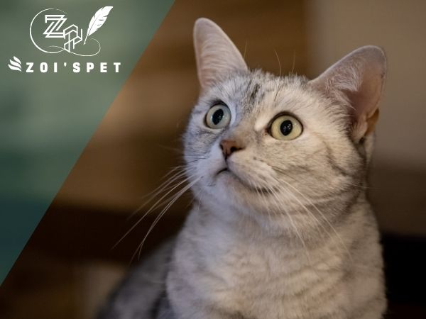 Mèo Bị Lở Loét Da: Nguyên Nhân Và Cách Điều Trị