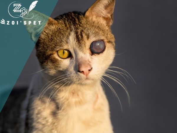  Mắt mèo bị đục do bệnh tăng nhãn áp