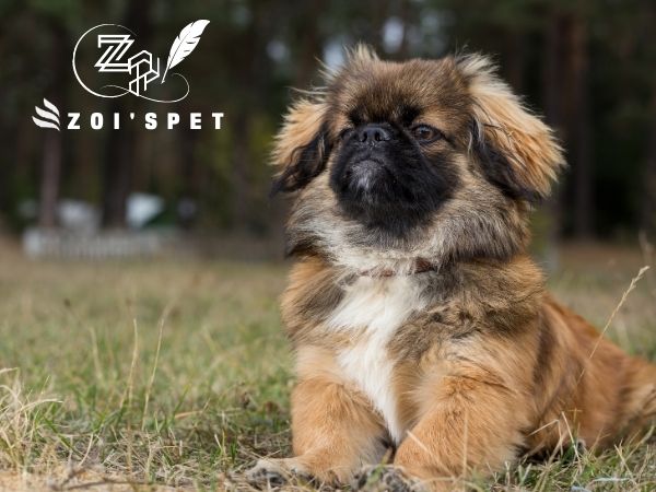 Top 10 giống chó nhỏ nhất thế giới