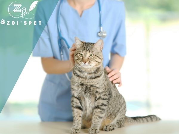  Đưa mèo tới khám tại các cơ sở y tế