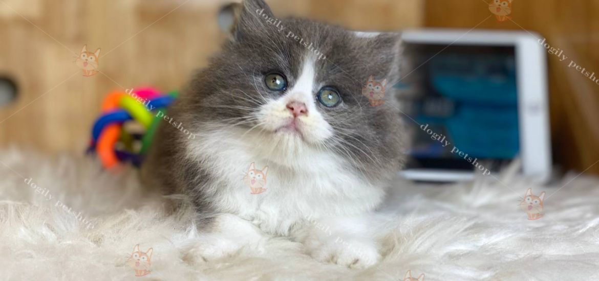 Mèo Anh lông dài bicolor xám trắng