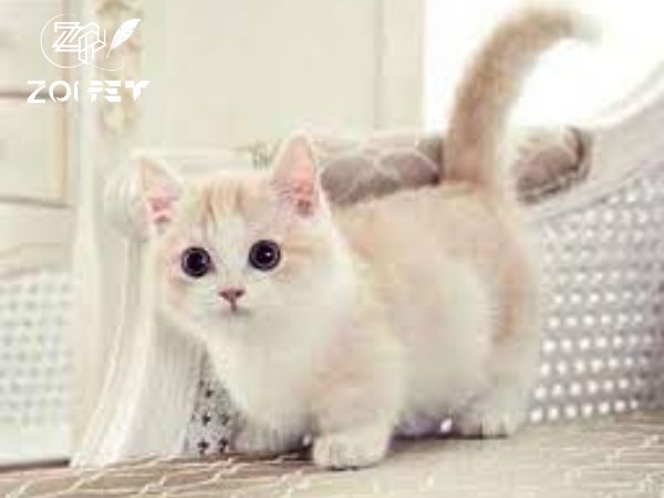mèo Anh lông ngắn màu Bicolor