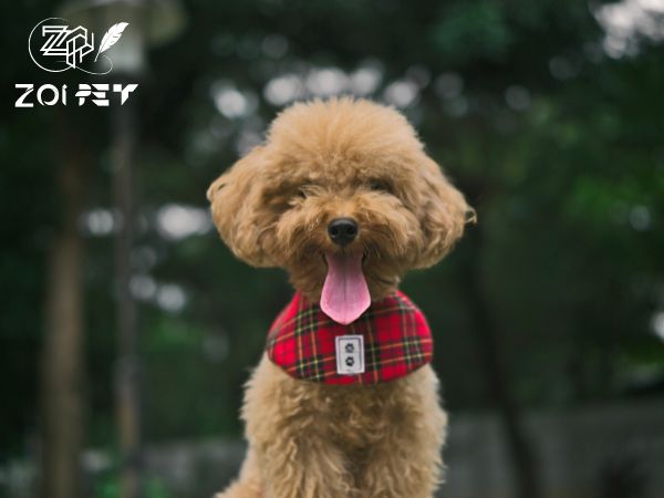 Chó Poochin (Poodle lai Nhật): 5 điều quan trọng bạn cần biết