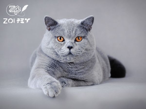 mèo Anh lông ngắn màu xám xanh