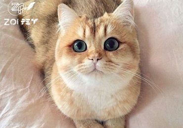Khám phá loài mèo cổ nhất thế giới: Mèo Anh Lông Ngắn lai Mèo Ta