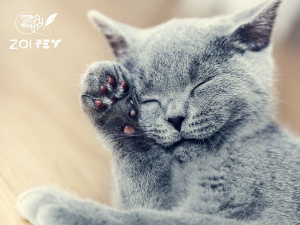 mèo Anh lông ngắn màu xám xanh