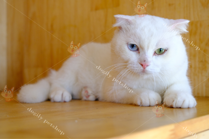 Mèo Anh lông ngắn trắng mắt hai màu là một dòng rất đẹp và hiếm