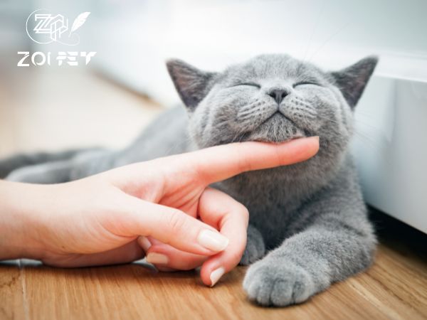 mèo Anh lông ngắn màu xám xanh
