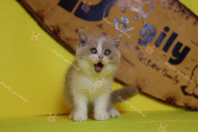 Mèo Anh lông ngắn màu Fawn bicolor 2 tháng tuổi