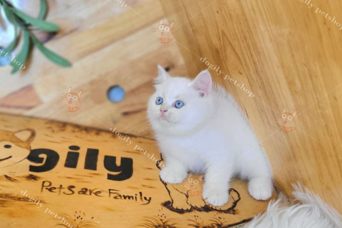 Hình ảnh một chú mèo Aln màu trắng mắt xanh xinh đẹp