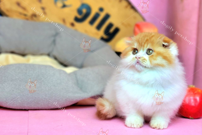 Mèo chân ngắn lông dài màu Bicolor Hồng phấn (Bi-red)