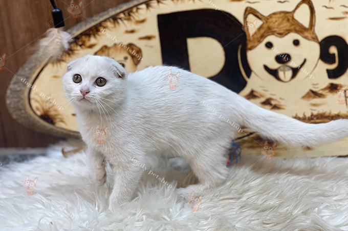 Một chú mèo Scottish fold màu trắng với đôi tai cụp đáng yêu