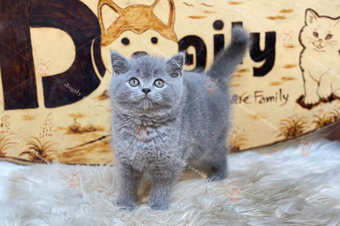 Top 5 Cửa Hàng Bán Mèo Anh Lông Ngắn Giá Rẻtại Hà Nội
