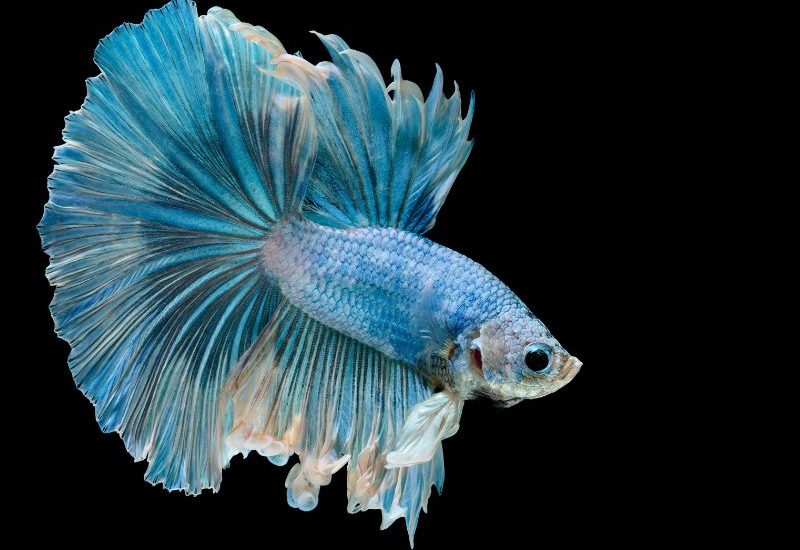 ca-betta