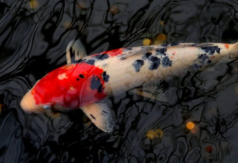 ca-koi